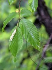 Ostrya-carpinifolia_ветвь